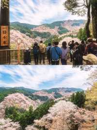 【奈良県】吉野山の桜