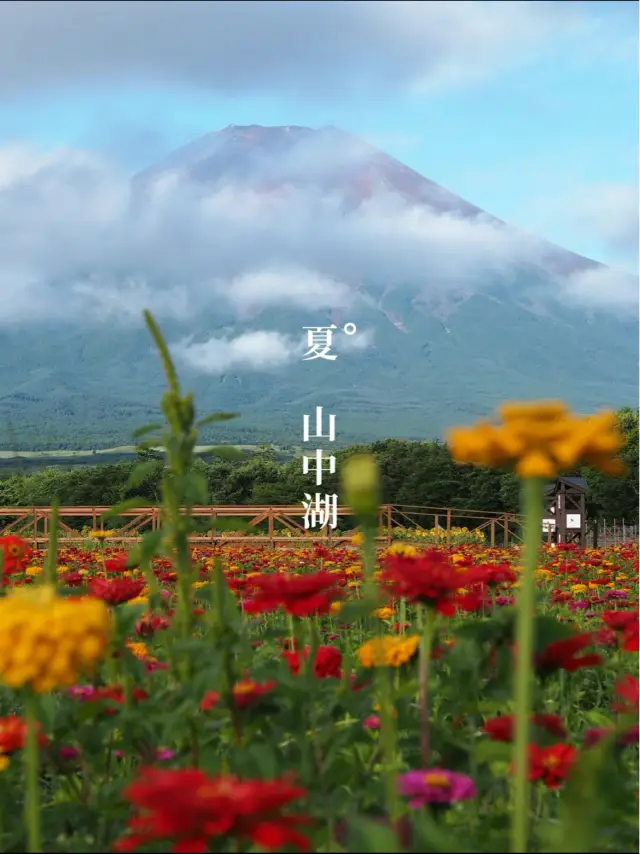 富士山とジニア、ひまわりが同時に見られる無料スポット