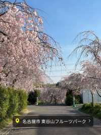 愛知　枝垂れ桜の隠れた名所　東谷山フルーツパーク