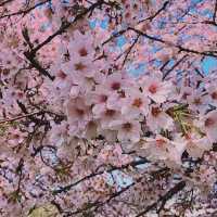 【日和山公園】櫻花 🌸 共度美好時光