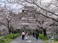 ชมพูหวานแหว่ว ที่สวน Maizuru ฟูกุโอกะ ญี่ปุ่น