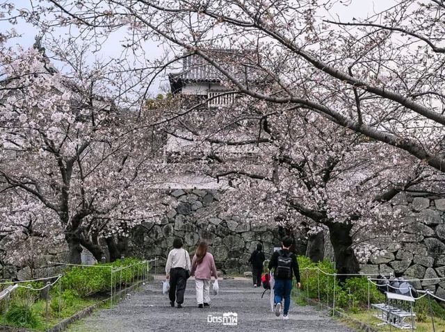 ชมพูหวานแหว่ว ที่สวน Maizuru ฟูกุโอกะ ญี่ปุ่น