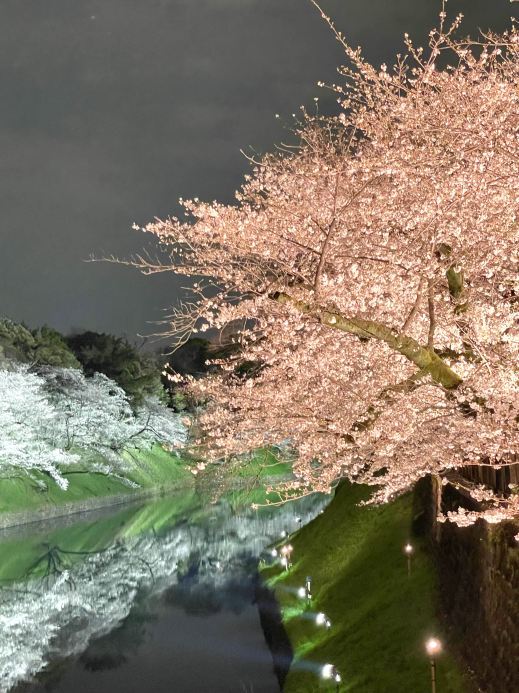 Chidorigafuchi/Tokyo] Sakura Festival Night Cherry Blossom