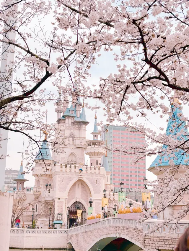 首爾四月櫻花天花板