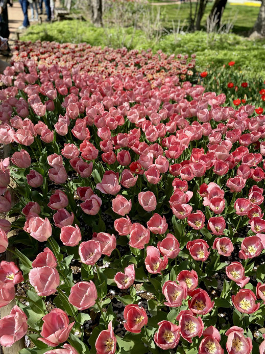 立川】昭和記念公園の桜とチューリップは、絶対に見てほしい | Trip