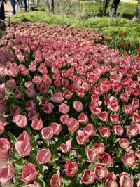 【立川】昭和記念公園の桜とチューリップは、絶対に見てほしい