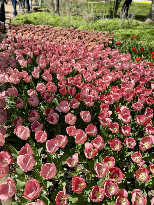 【立川】昭和記念公園の桜とチューリップは、絶対に見てほしい