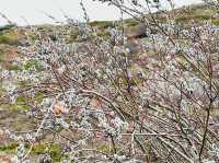 The beauty of the plum blossoms.