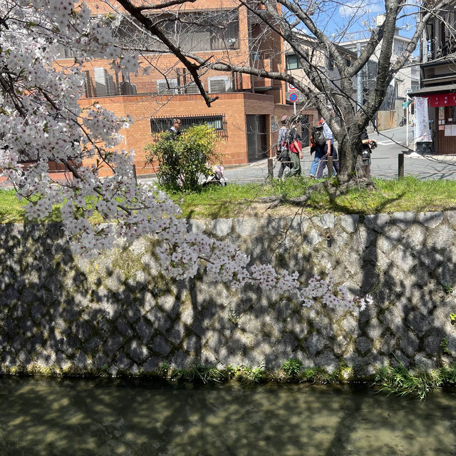 京都 哲學之道