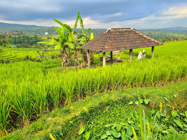 Jatiluwih Rice Terraces