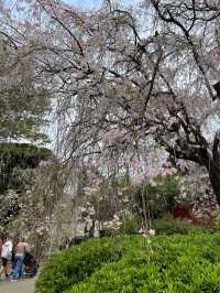 東京必到欣賞櫻花🌸之地🤗❣️上野恩賜公園