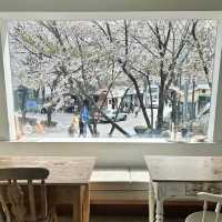🌸首爾大興站附近的賞櫻咖啡廳，提早預約