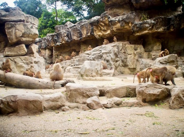 Enormous Zoo in Singapore