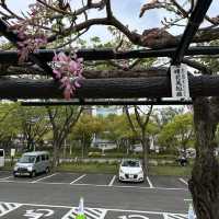Flowering season at Nagoya 