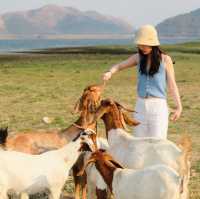 มาใจฟู ดูแพะ ที่เขื่อนปราณบุรีกัน Go Go!! 🌴🐐🫶🏻