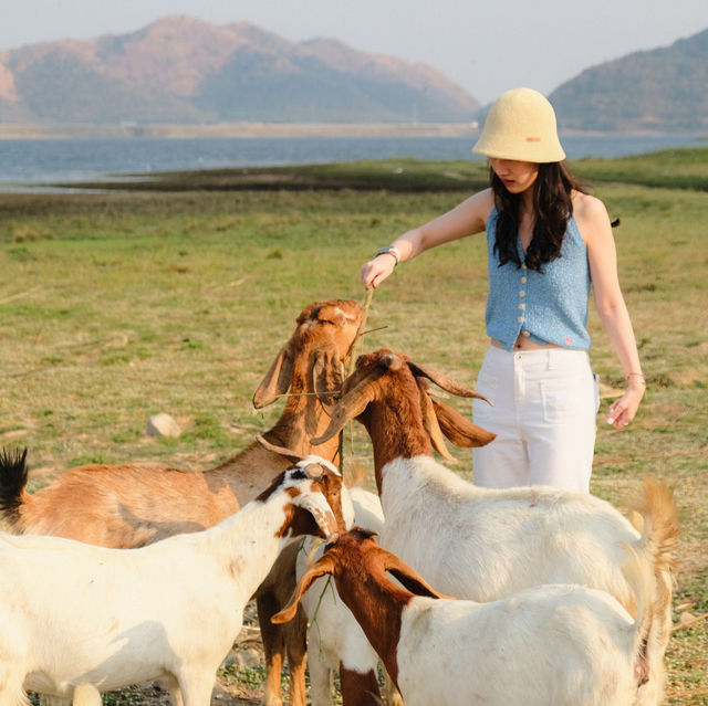 มาใจฟู ดูแพะ ที่เขื่อนปราณบุรีกัน Go Go!! 🌴🐐🫶🏻