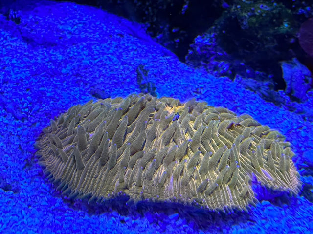AQWA The Aquarium Of Western Australia