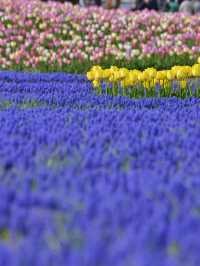 Kamiyubetsu Tulip Park