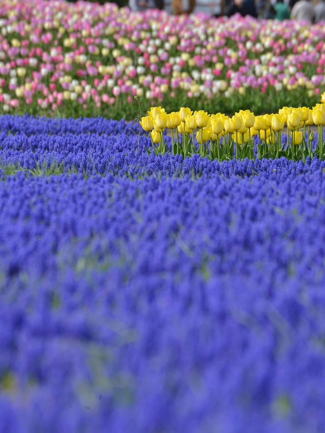 Kamiyubetsu Tulip Park