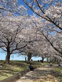 Akabane Sakuratsutsumi Park