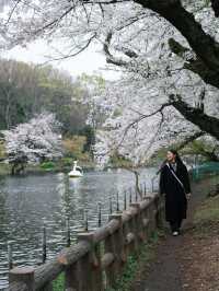 ปั่นเรือเป็ด ชมซากุระที่ ‘สวนอิโนะคาชิระ’ 🇯🇵🌸