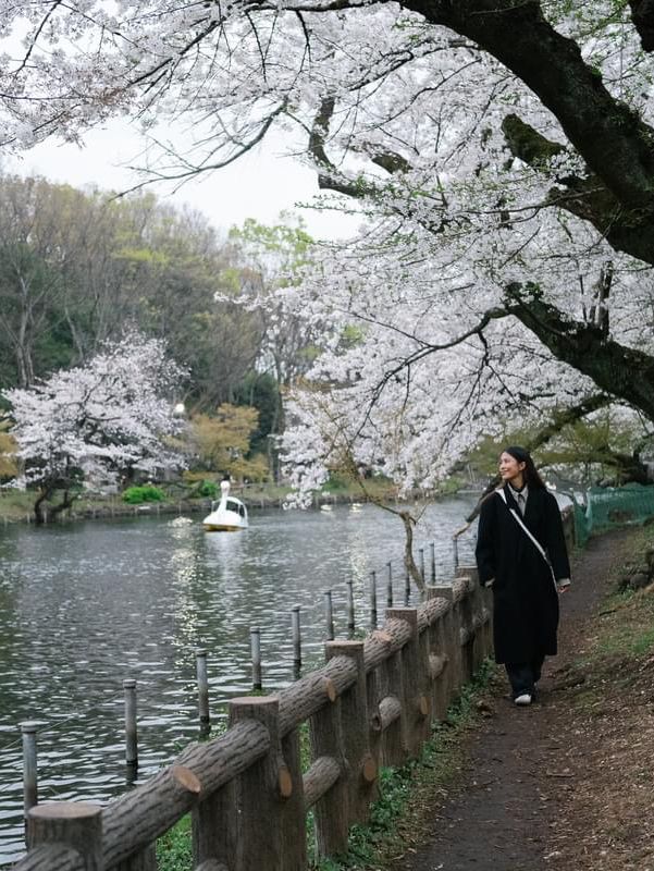 ปั่นเรือเป็ด ชมซากุระที่ ‘สวนอิโนะคาชิระ’ 🇯🇵🌸