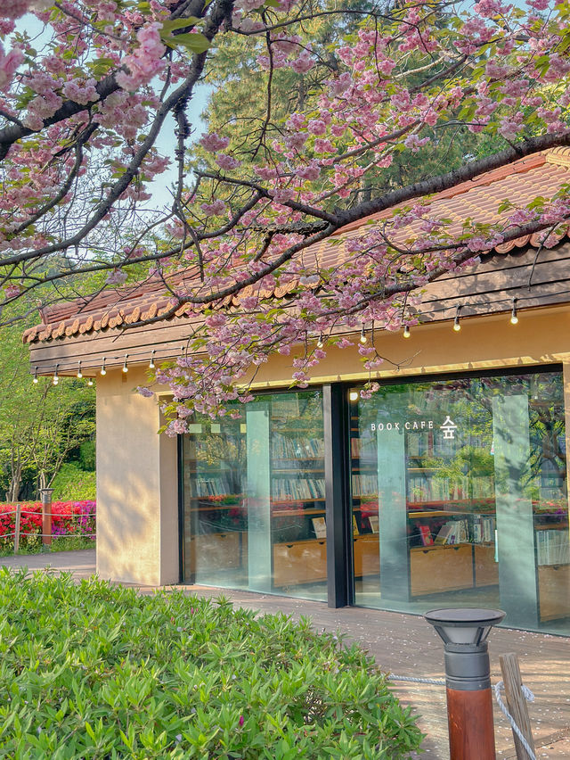 숨겨진 부산 겹벚꽃 스팟🌸💖