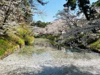 弘前公園櫻花適合春天遊玩