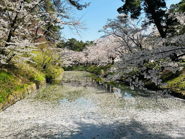 弘前公園櫻花適合春天遊玩