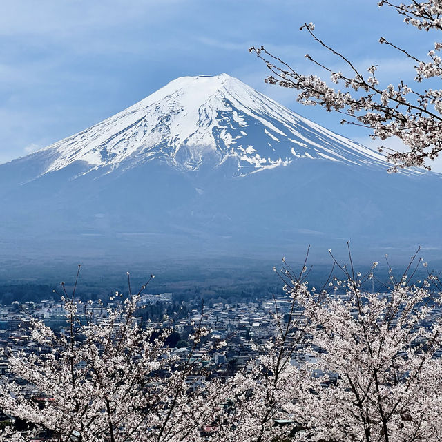 來富士山追櫻一定要來的新倉山浅間公園！