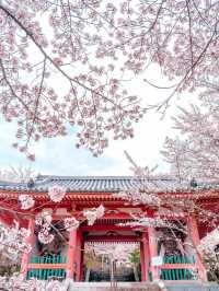 奈良樱花大佛：春日裏的靈魂洗禮