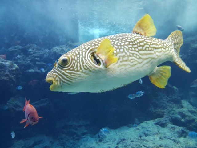 🌊ท่องโลกใต้ทะเลที่ Okinawa Churaumi Aquarium