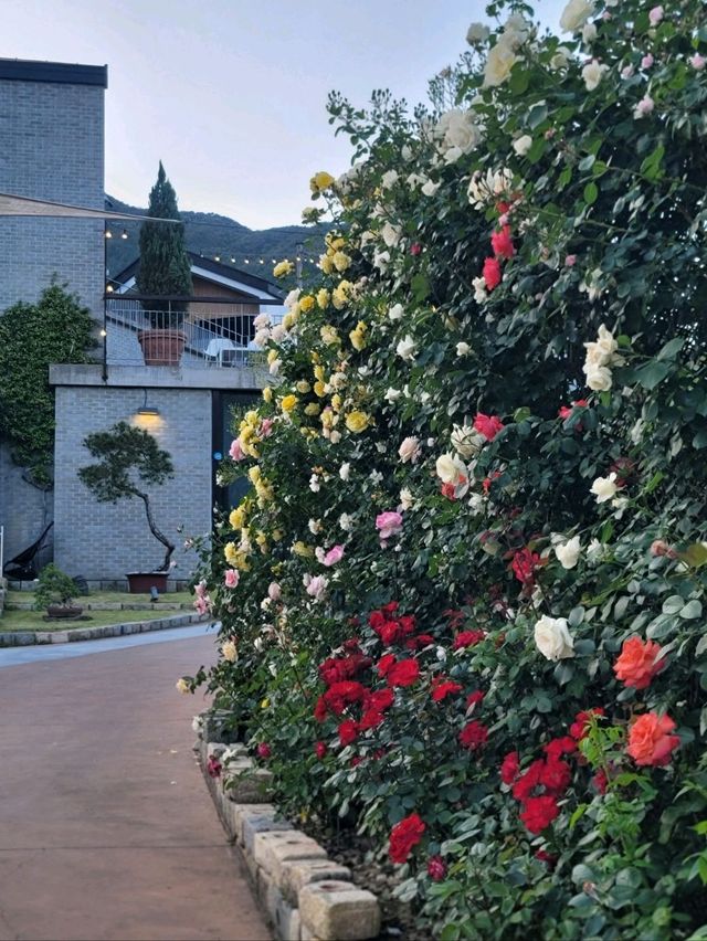지리산과 장미 콜라보가 아름다운 하동카페🌹🌿