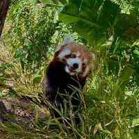 九州自然動物公園：近距離觀賞野生動物，感受原始自然王國