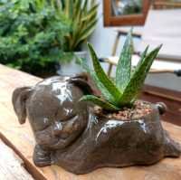 Butterrum café at Korat