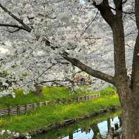 「荒子川公園：春日賞櫻，感受日本傳統元素」