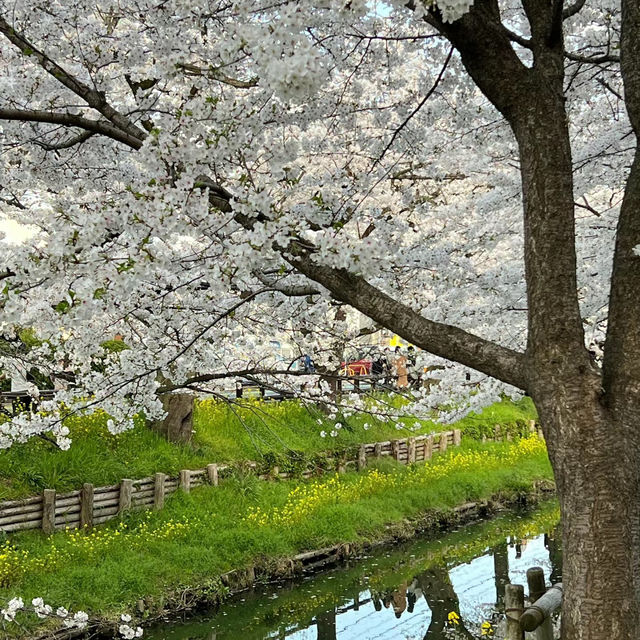 「荒子川公園：春日賞櫻，感受日本傳統元素」