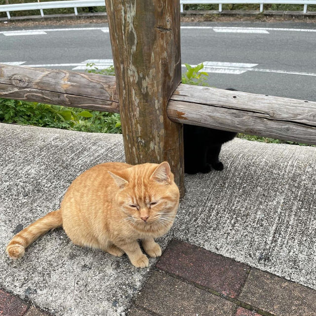 【佐賀グルメ】フルーツがゴロゴロ入ってるタルト