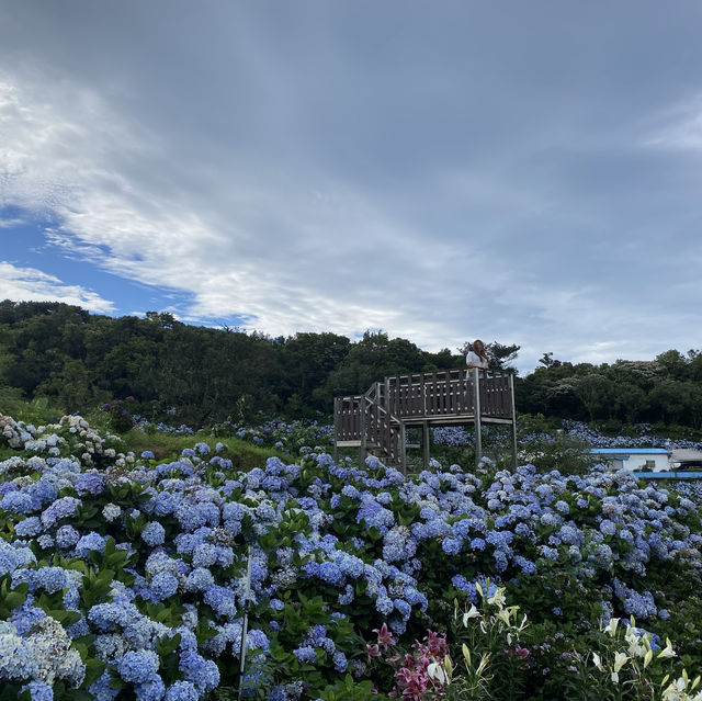 高家繡球花第三園區 萬里 陽明山 夏天必賞