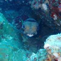 Diving adventure: Redang Island, Trengganu 🇲🇾