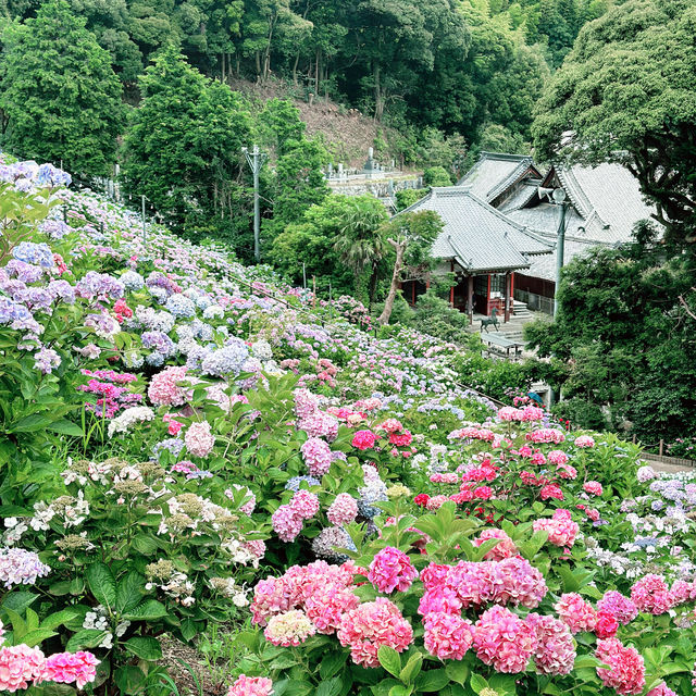 📍形原溫泉「紫陽花之里」5萬株的繡球花