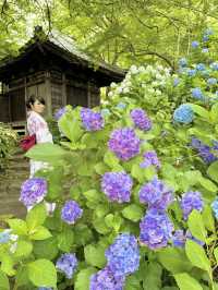 〜茨城県〜7/7まで！絶景すぎるあじさい池✨