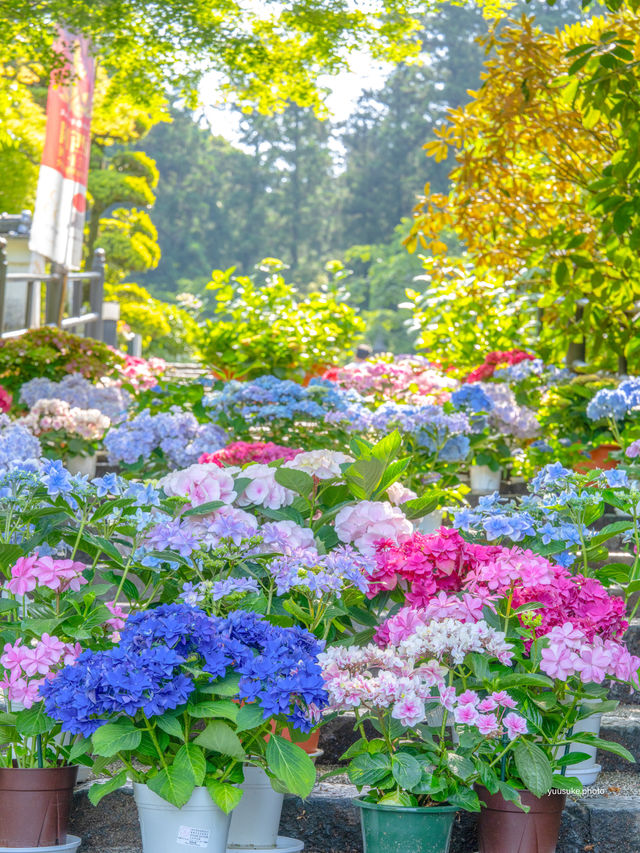 ここ知ってる？いつ行っても紫陽花満開💫 フォトスポットも多数！ぜひ行ってみてねー✨🐶OK👍