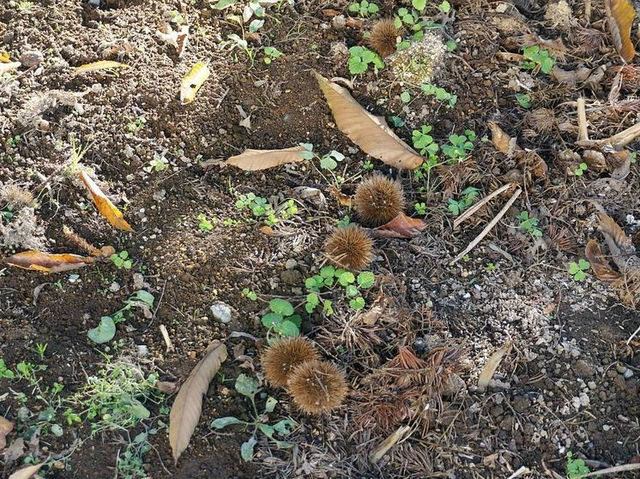 長野　小布施・自園栽培の栗を使用した知る人ぞ知る栗菓子が人気　松仙堂