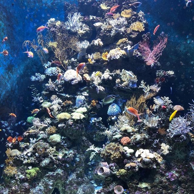 A Splashing Good Time at SEA Aquarium Sentosa