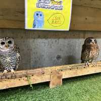 Owl’s nest cafe 우에노 부엉이카페