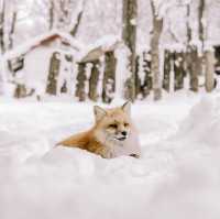 หมู่บ้านจิ้งจอก แห่งเมืองซาโอะ 🦊