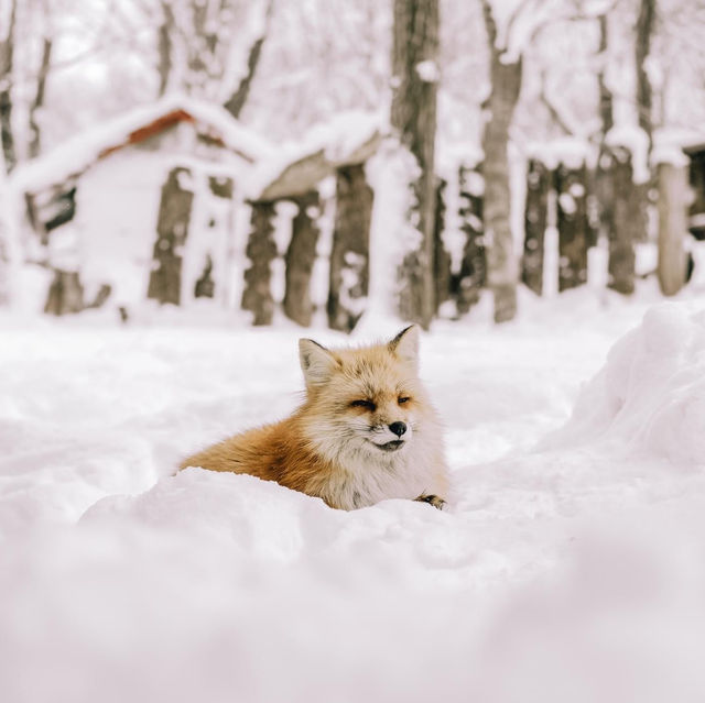 หมู่บ้านจิ้งจอก แห่งเมืองซาโอะ 🦊