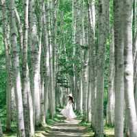 【北海道】白樺並木が美しい！美瑛の観光スポット