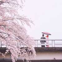  Serenity Along Kyoto's Kamo River